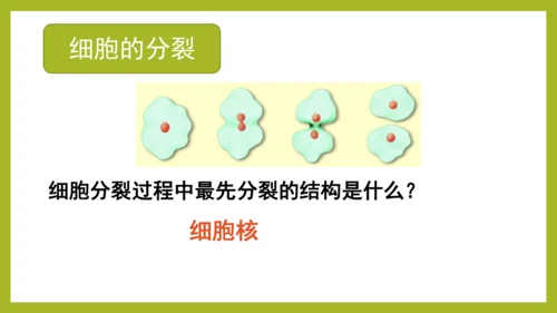 2.2.1细胞通过分裂产生新细胞课件2023--2024学年人教版生物七年级上册(共28张PPT)