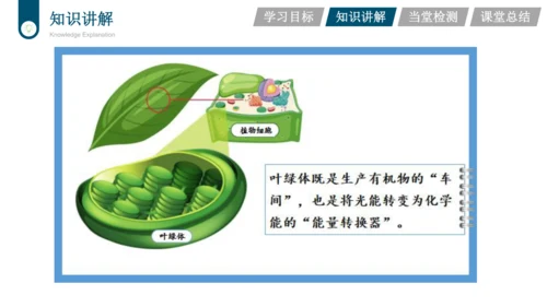 3.3.4  绿色植物是生物圈中有机物的制造者  课件-2023-2024学年人教版生物七年级上册(