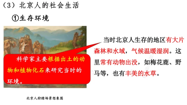 第1课 中国境内早期人类的代表—北京人  课件