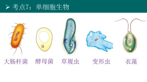 七上 第二单元生物体的结构层次-复习课件(共35张PPT)