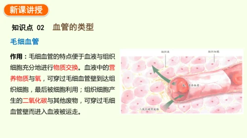 4.4.2血流的管道——血管-七年级生物下学期同步精品课件（2024人教版）(共30张PPT)