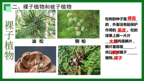 人教版（2024）七年级上册2.1.2 种子植物 课件(共32张PPT)+视频素材