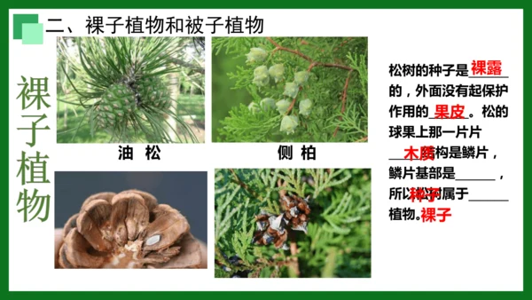 人教版（2024）七年级上册2.1.2 种子植物 课件(共32张PPT)+视频素材