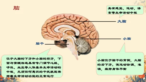 人教版（新课程标准）七年级下册4.6.2  神经系统的组成课件(共20张PPT)