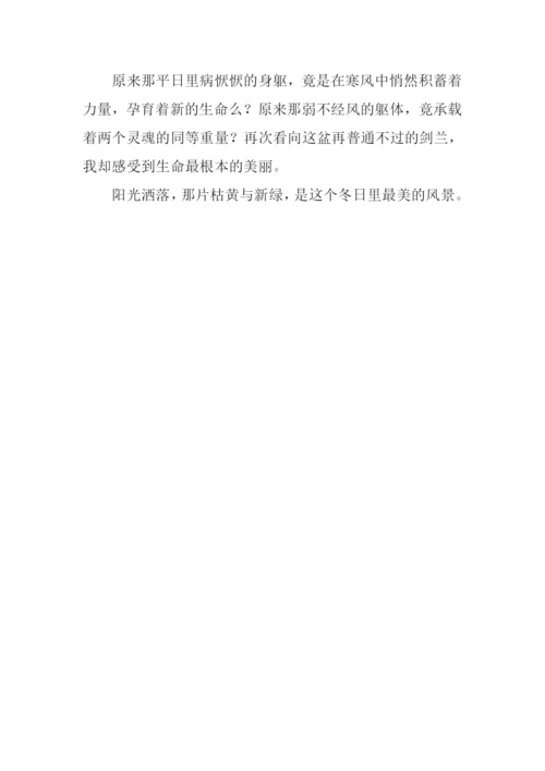 冬日里的风景作文600字.docx
