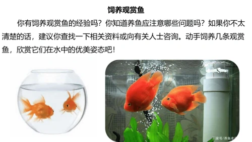 人教版生物八年级上册5.1.4《鱼》课件(共17张PPT)