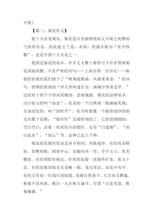 写菊花的作文400字.docx