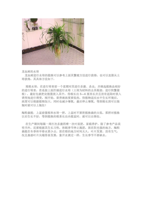 适合水培花卉的品种.docx