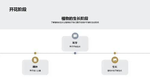 植物的生长过程