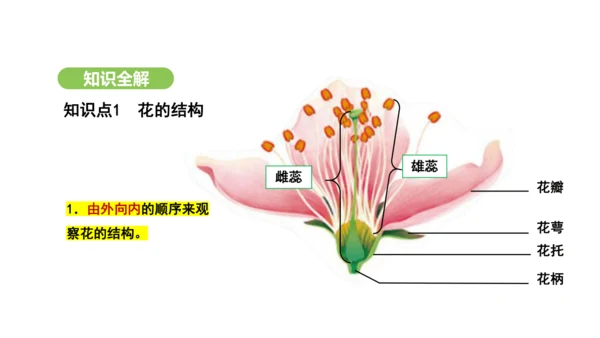 第三单元-第一章-第三节-开花和结果课件-2024-2025学年七年级生物下学期人教版(2024)(