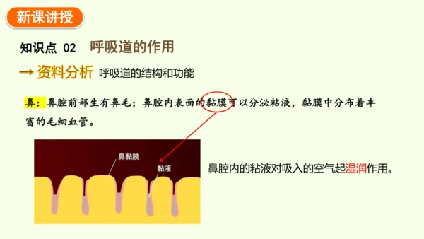 4.3.1 呼吸道对空气的处理-七年级生物下学期同步精品课件（2024人教版）(共26张PPT)