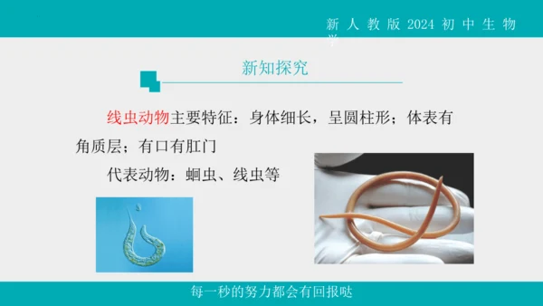 人教版生物七年级上册2.2.1《无脊椎动物》教学课件(共40张PPT)+视频素材
