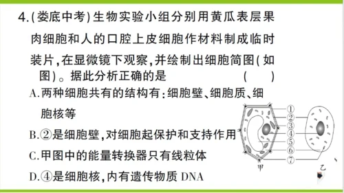 【掌控课堂-创优作业】人教版生物七(上)第二单元 第一章 细胞是生命活动的基本单位 微专题三 显微镜