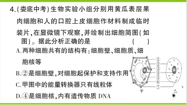 【掌控课堂-创优作业】人教版生物七(上)第二单元 第一章 细胞是生命活动的基本单位 微专题三 显微镜