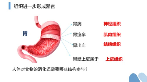 2.2.2 动物体的结构层次-2023-2024学年七年级生物上学期备课课件（人教版）(共26张PP