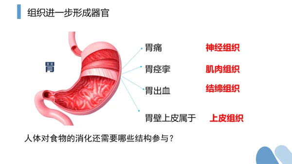 2.2.2 动物体的结构层次-2023-2024学年七年级生物上学期备课课件（人教版）(共26张PP