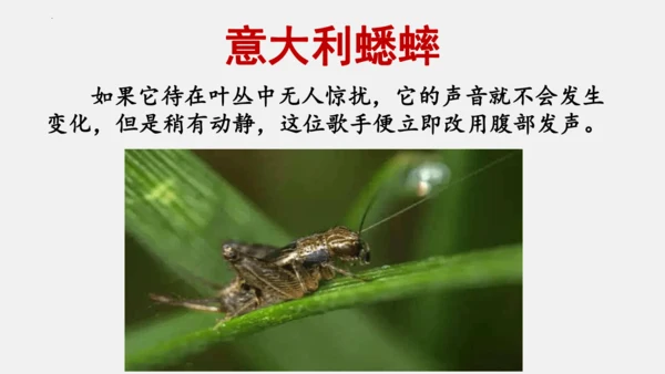 八年级上册语文第五单元 名著导读 《昆虫记》 课件