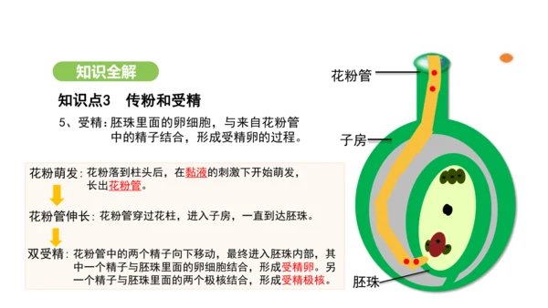 第三单元-第一章-第三节-开花和结果课件-2024-2025学年七年级生物下学期人教版(2024)(