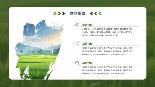 绿色小满节气介绍通用模板