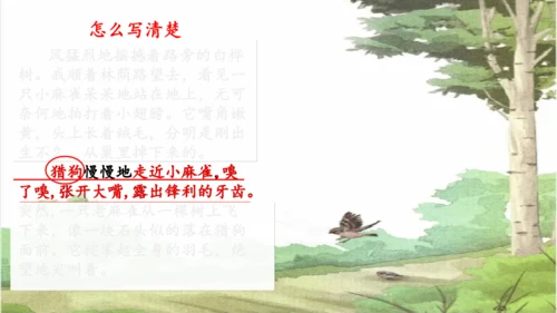 第16课《麻雀》课件