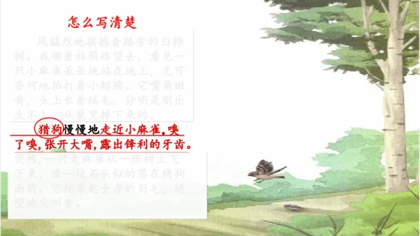 第16课《麻雀》课件