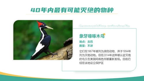 保护野生动物斑马通用PPT模板