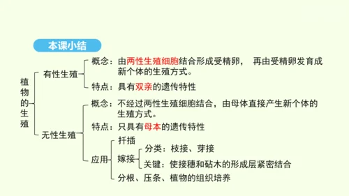 7.1.1植物的生殖课件-人教版生物八年级下册(共33张PPT)