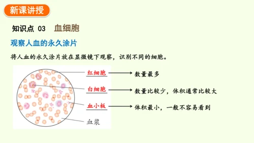 4.4.1流动的组织——血液-七年级生物下学期同步精品课件（2024人教版）(共38张PPT)