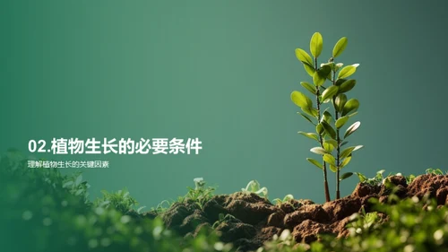 揭秘植物生长之谜