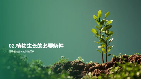 揭秘植物生长之谜