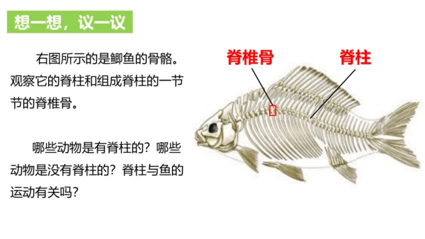 人教版生物八年级上册5.1.4《鱼》课件(共17张PPT)