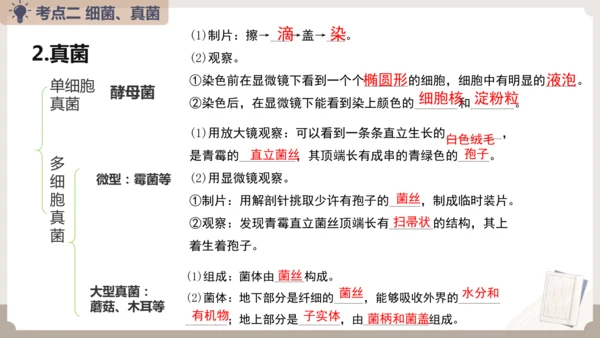 人教版生物八年级上册2.3 细菌、真菌和病毒 本章复习课件(共23张PPT)+视频素材