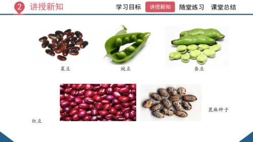 3.1.2  种子植物（课时1 种子的结构）课件-2023-2024学年人教版生物七年级上册(共24