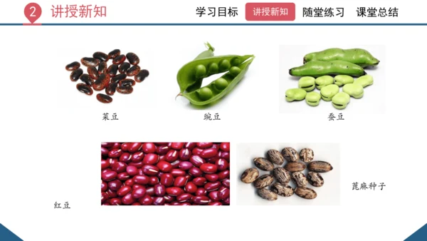 3.1.2  种子植物（课时1 种子的结构）课件-2023-2024学年人教版生物七年级上册(共24