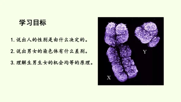 7.2.4人的性别遗传-八年级生物人教版下学期同步精品课件(共28张PPT)