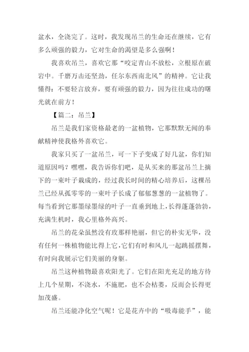 借物喻人的作文600字吊兰.docx