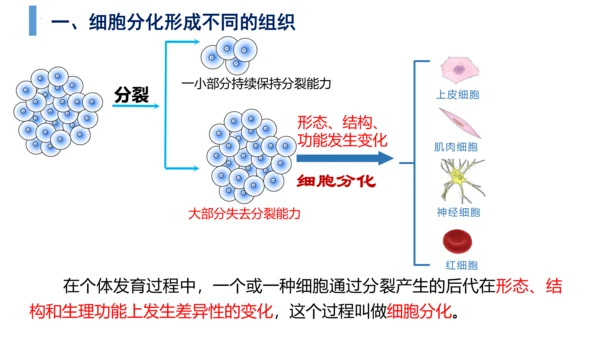 2.2.2 动物体的结构层次-2023-2024学年七年级生物上学期备课课件（人教版）(共26张PP