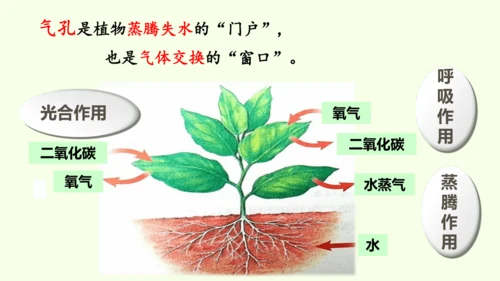 3.2.1水的利用与散失-七年级生物下学期同步精品课件（2024人教版）(共32张PPT)