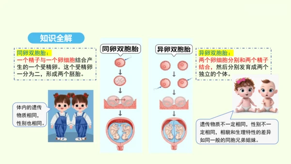 7.2.4人的性别遗传课件-人教版生物八年级下册(共31张PPT)