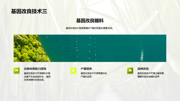 糖料种植的科技革命