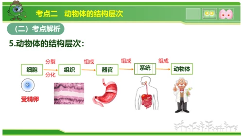 第三章从细胞到生物体（串讲课件）-七年级生物上学期期中考点大串讲（人教版2024）(共40张PPT)