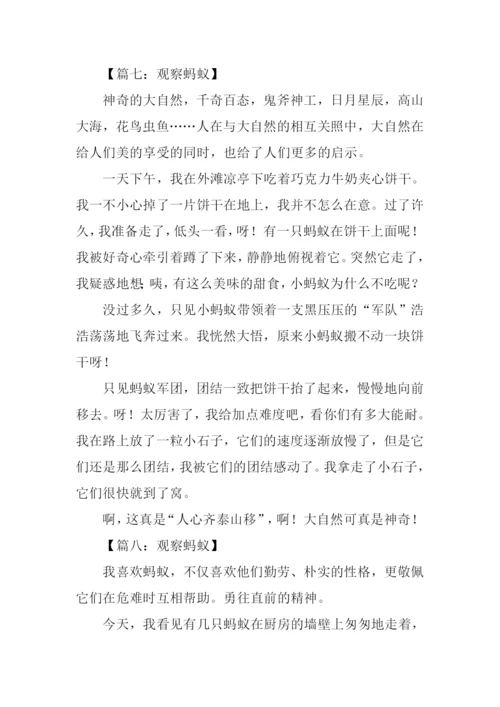 观察蚂蚁的作文400字.docx