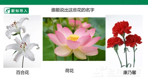 第十六课《生活与艺术中的花》课件（26页PPT）