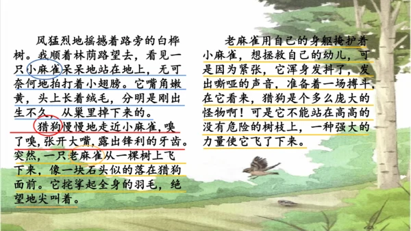 第16课《麻雀》课件