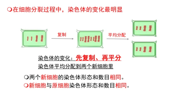 人教版（2024）七年级上册1.3.1细胞通过分裂产生新细胞 课件(共19张PPT)