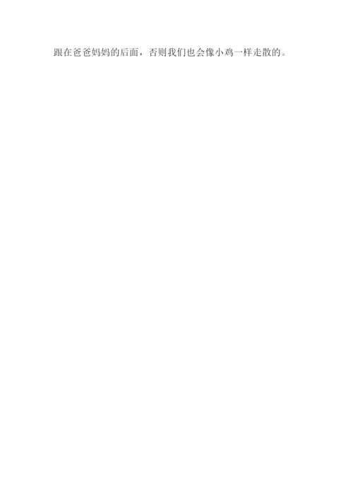 小鸡作文300字0.docx