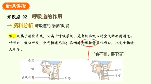 4.3.1 呼吸道对空气的处理-七年级生物下学期同步精品课件（2024人教版）(共26张PPT)
