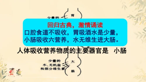 初中生物学人教版（新课程标准）七年级下册第4.2.2 消化和吸收课件(共21张PPT)