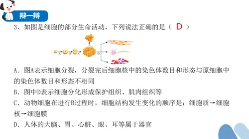2.2.2 动物体的结构层次-2023-2024学年七年级生物上学期备课课件（人教版）(共26张PP