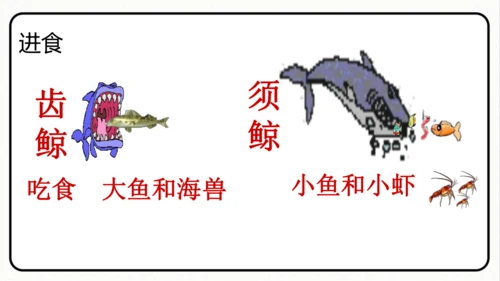统编版语文五年级上册第五单元 习作例文《鲸》《风向袋的制作》 课件
